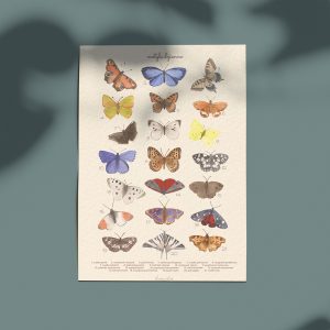 Motyle dzienne – ilustracja